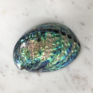 Abalone Shell Polished