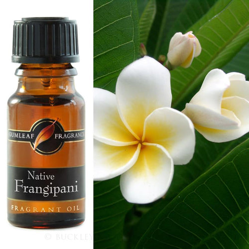 Native Frangipani Fragrance Oil